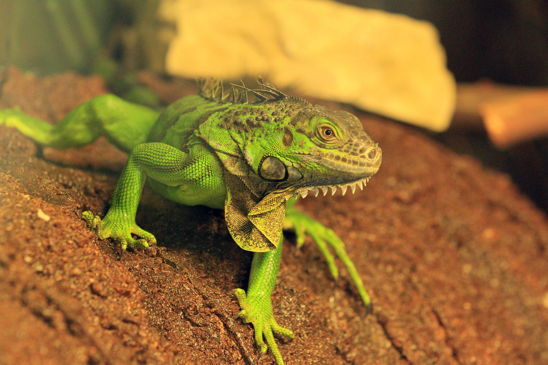 L'iguana verde necessita di un terrario ampio, con elevata umidità all'interno.